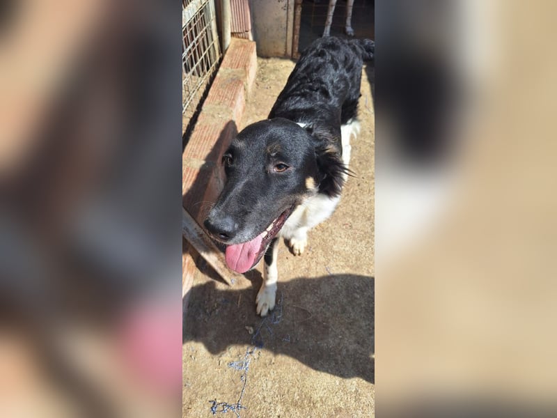 Pluto-Balou -  er wurde im Niemandsland ohne Mama ausgesetzt.