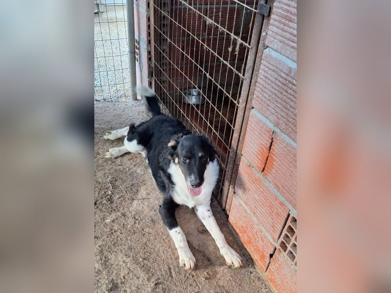 Pluto-Balou -  er wurde im Niemandsland ohne Mama ausgesetzt.