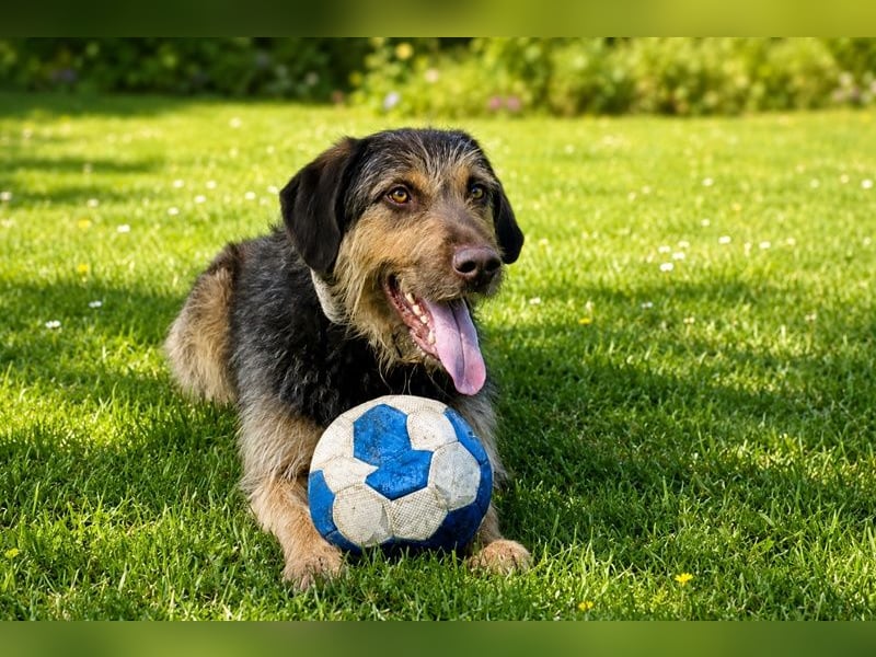Kiba - ein starker Kerl, der Sicherheit sucht