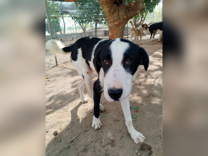 Swazi - toller Hund mit Überraschungseffekt