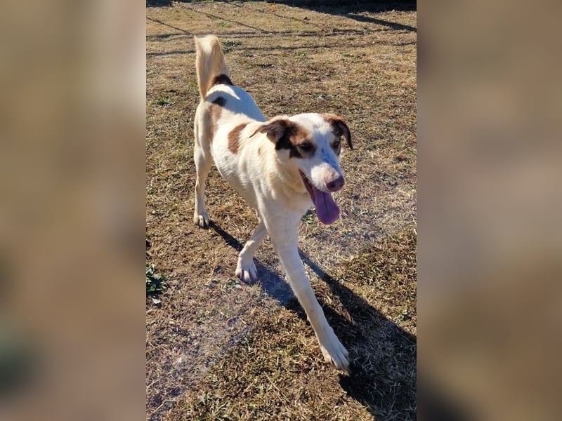 Alina-Girl - sie wurde zusammen mit ihren Geschwistern vor dem sicheren Tod gerettet.