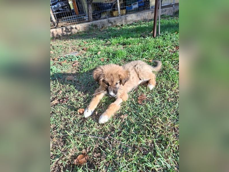 Teddy - Bärchen sucht Körbchen