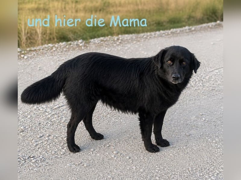 Sachi, das Glückskind