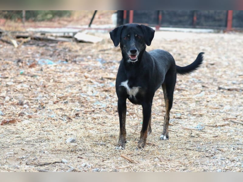 Ellie - unermüdliche Mama auf der Suche nach Schutz
