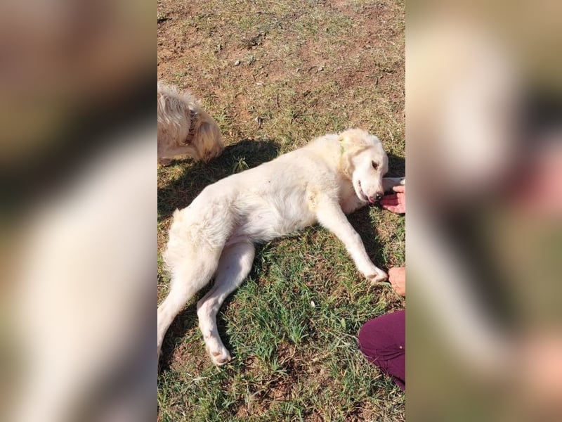 Alice-Dahlia - ausgesetzt, zusammen mit ihrer Schwester