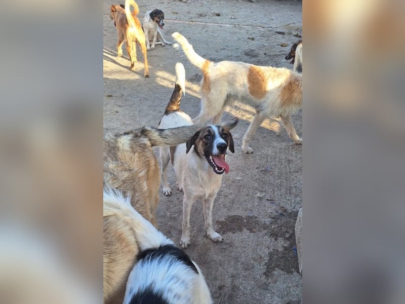 Sesami - Bewerbung als glücklicher Familienhund