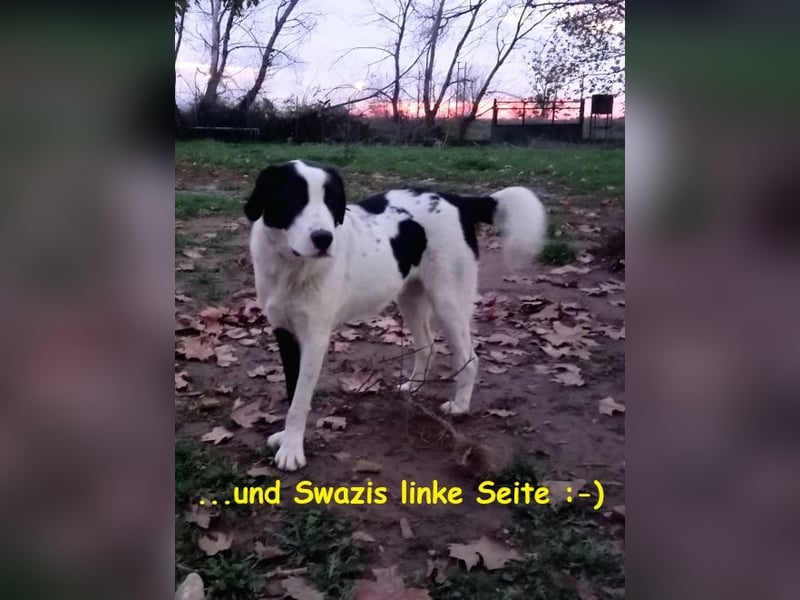Swazi - toller Hund mit Überraschungseffekt