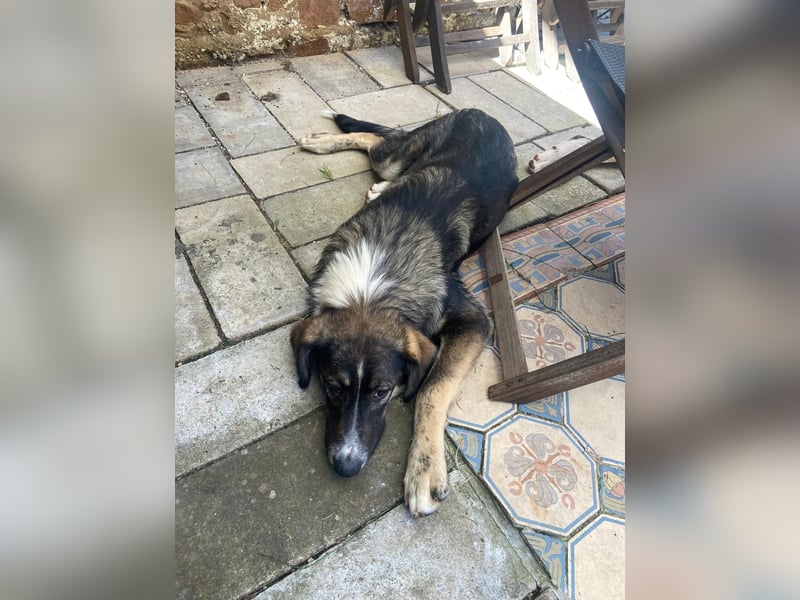 Vito - sanfter Traumhund in 54534 Karl