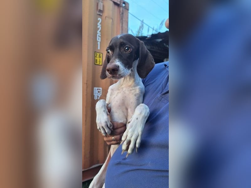 Lottie - Wirbelwind sucht Neustart
