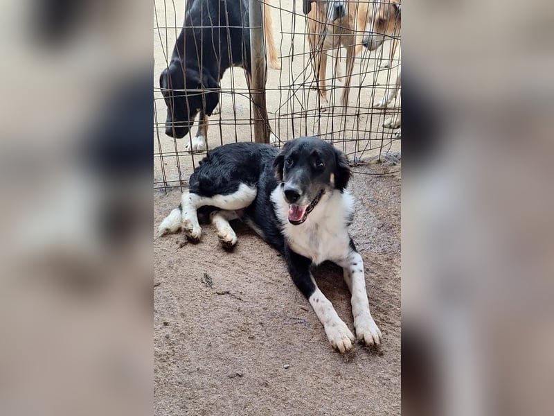 Pluto-Balou -  er wurde im Niemandsland ohne Mama ausgesetzt.