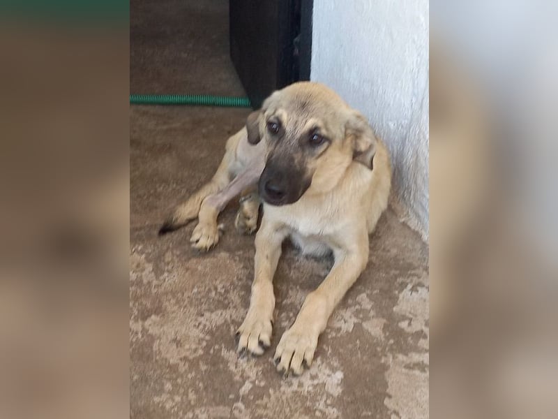 Karma - sie wurde verletzt aufgefunden