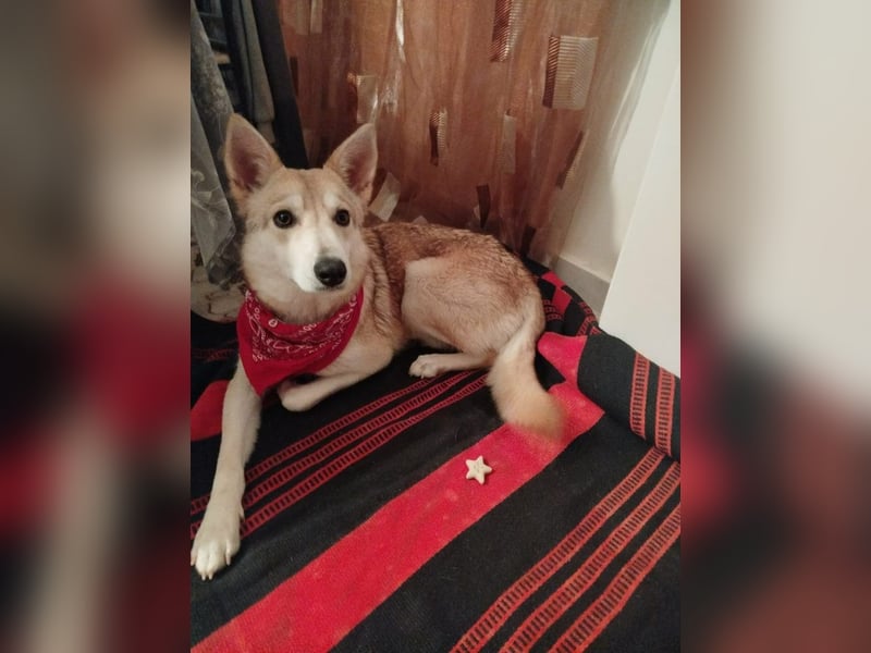 Betty - kennt das Leben im Haus und mit Kindern