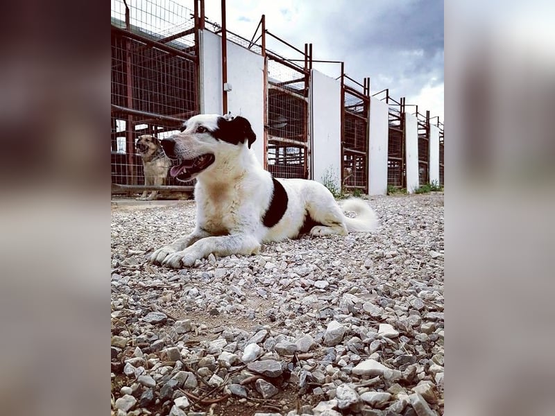 Vienna - gestern zuhause, heute Shelter – der Schock sitzt tief