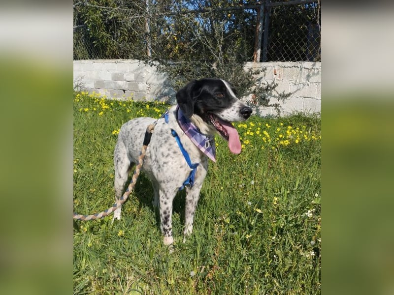 Ashley - das hübsche Pointer Mix Mädchen ist ein wahres Energiebündel