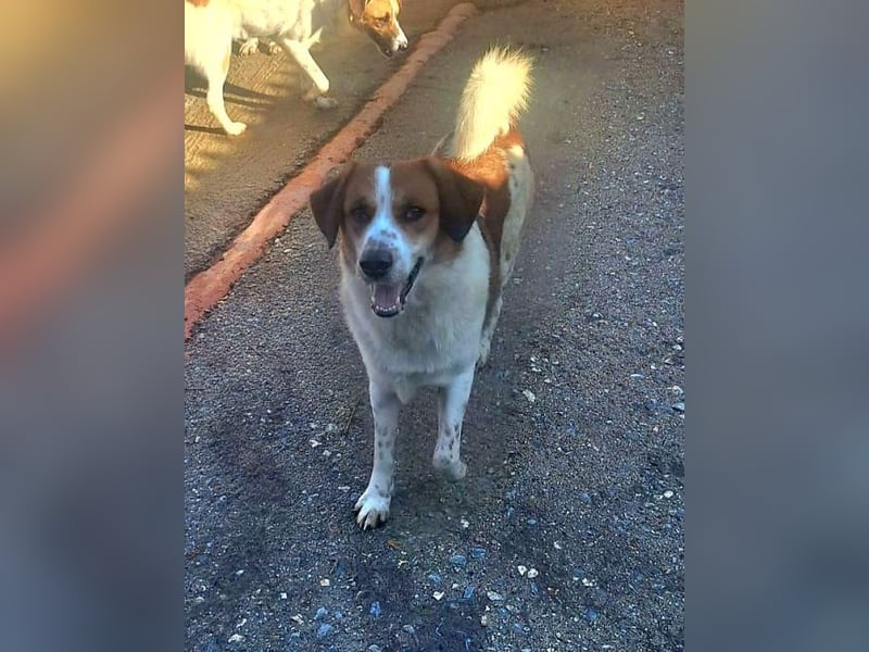 Sherlock-Duke - träumt von seinem eigenen Körbchen