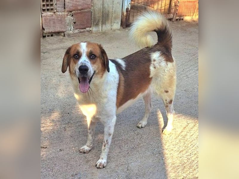 Sherlock-Duke - träumt von seinem eigenen Körbchen