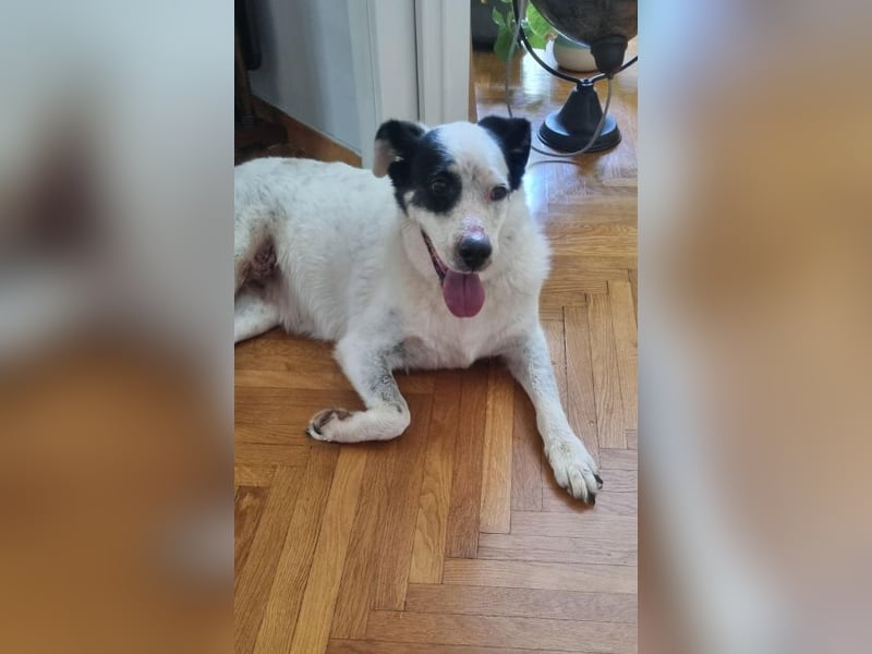 Vienna - gestern zuhause, heute Shelter – der Schock sitzt tief