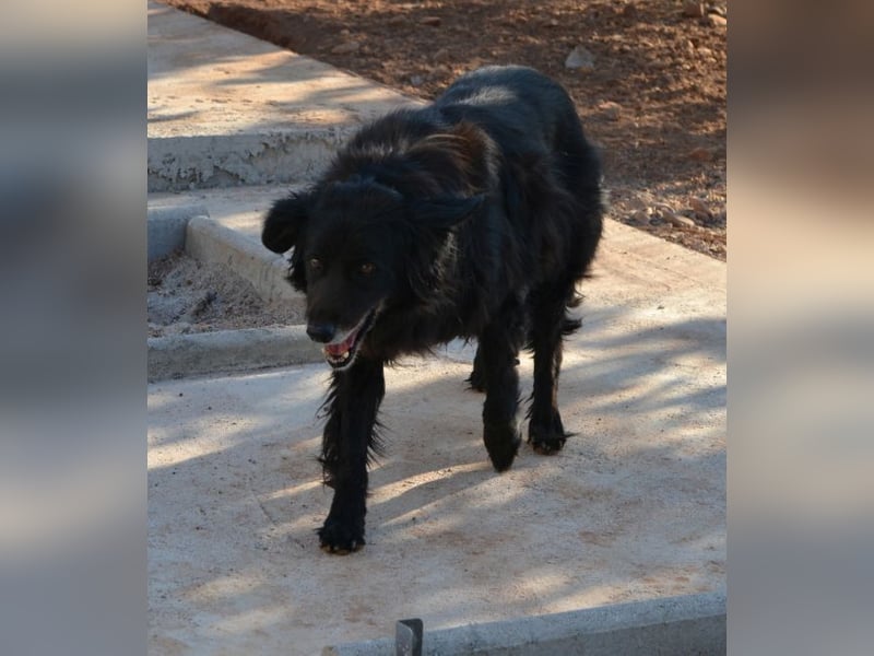 Selene - „Ich mache jede Familie glücklich, Pfote drauf!“