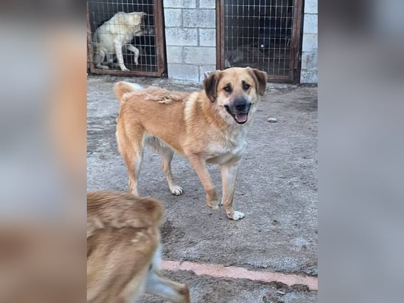 Ginger - der Schmusebär wartet schon so lange