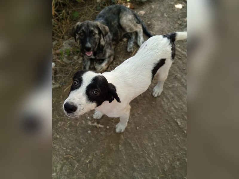 Alice-Enna -  sie und ihre zwei Schwestern wurden ausgesetzt – dort, wo man auch Müll entsorgt.