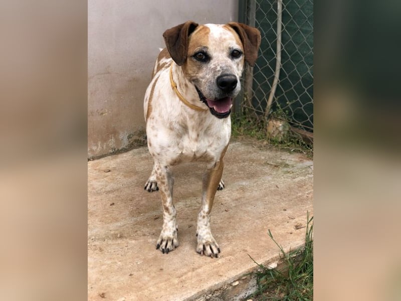 Snake - ein liebes Wesen mit einem lieben Blick