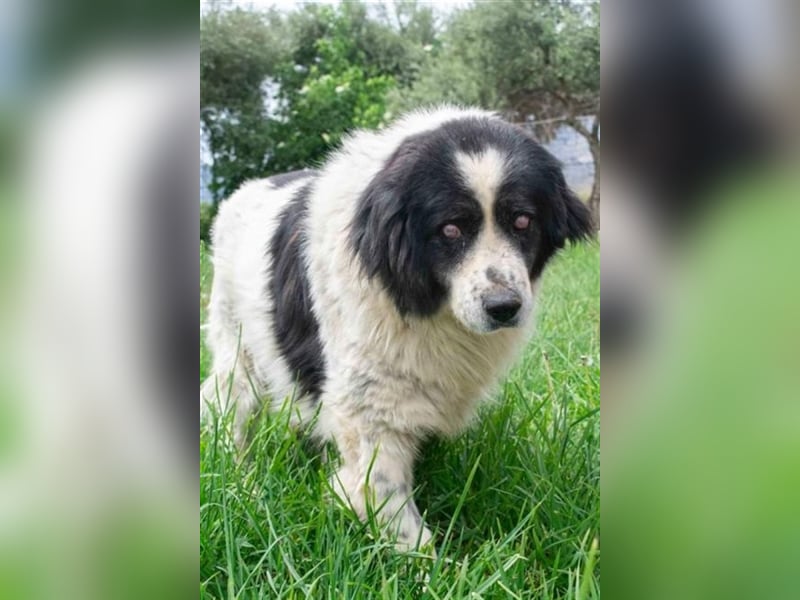 Odin - als er an den Augen erkrankte, setzte man ihn einfach aus