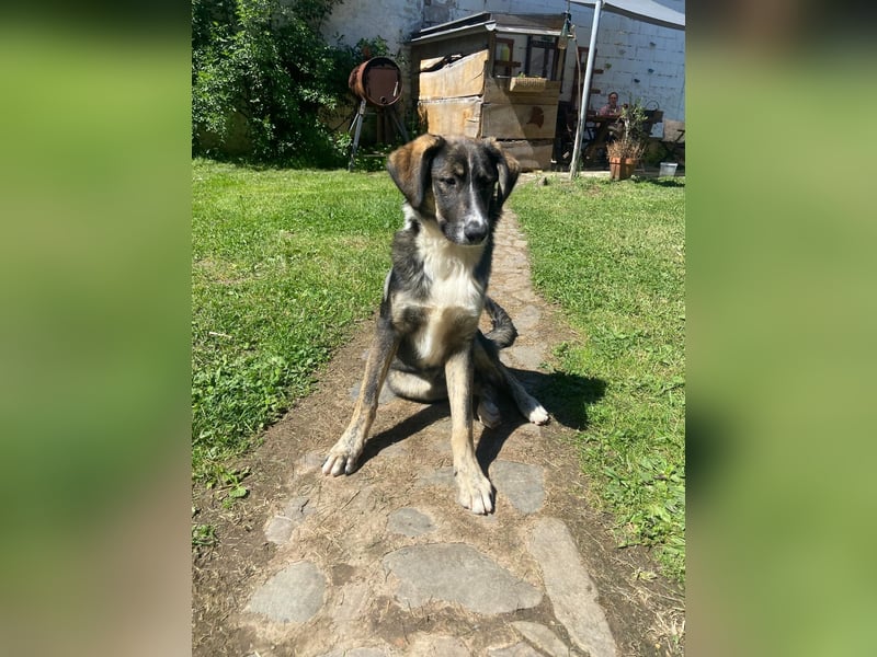 Vito - sanfter Traumhund in 54534 Karl