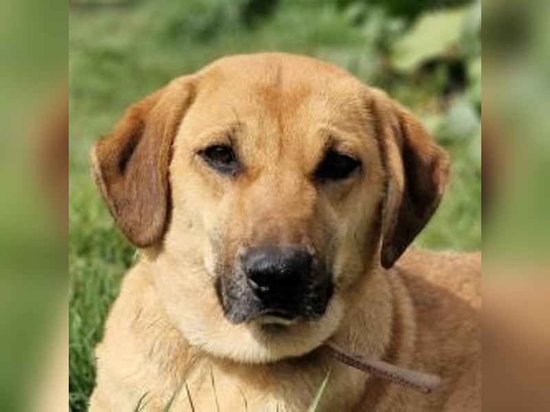 Erato - sanfte, freundliche Hundedame