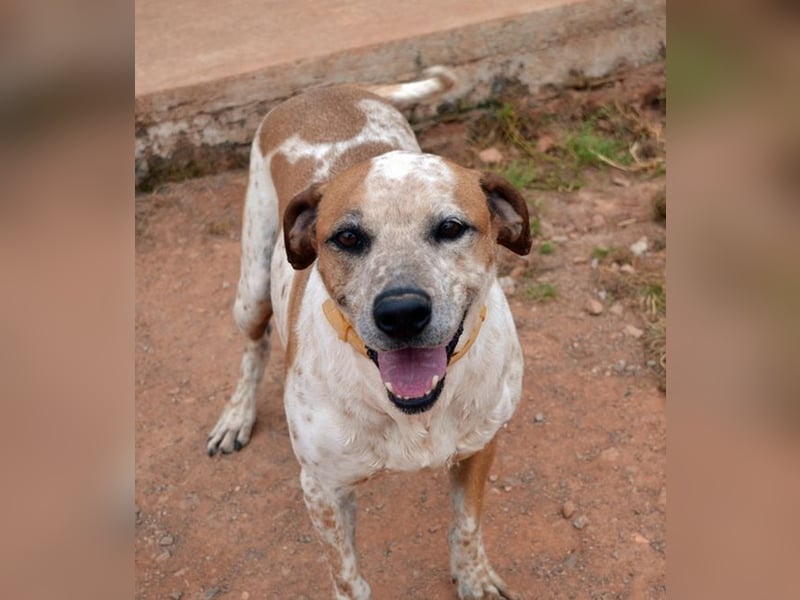Snake - ein liebes Wesen mit einem lieben Blick