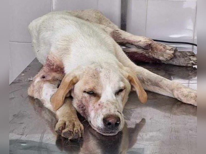 Bianco - sehr besondere Menschen für sehr besonderen Hund gesucht