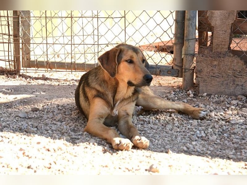 Duke - nach einem schlechten Start ins Leben ist er bereit für ein Leben als geliebter Familienhund