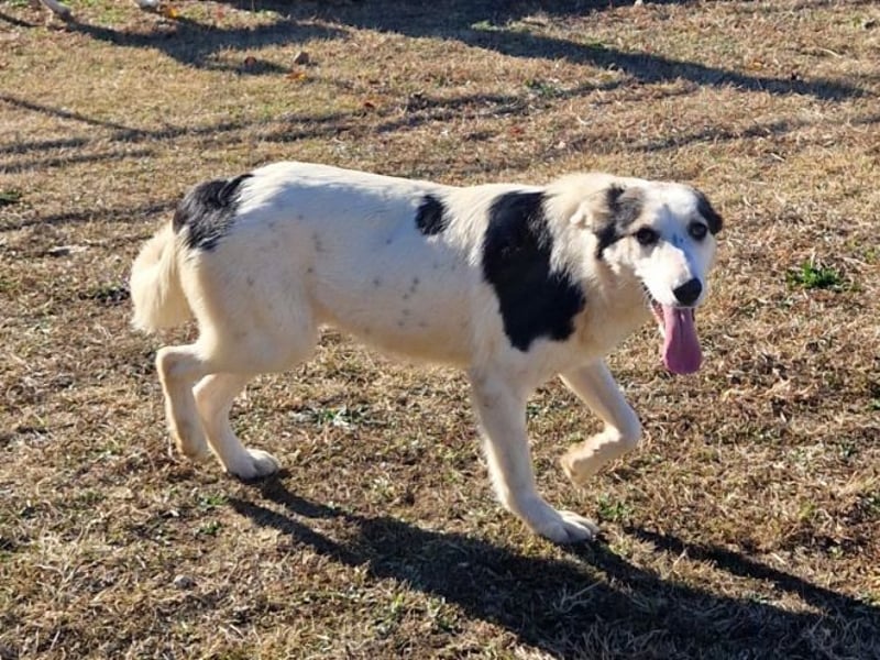 Mandy - sie wurde zusammen mit ihren Geschwistern vor dem sicheren Tod gerettet.