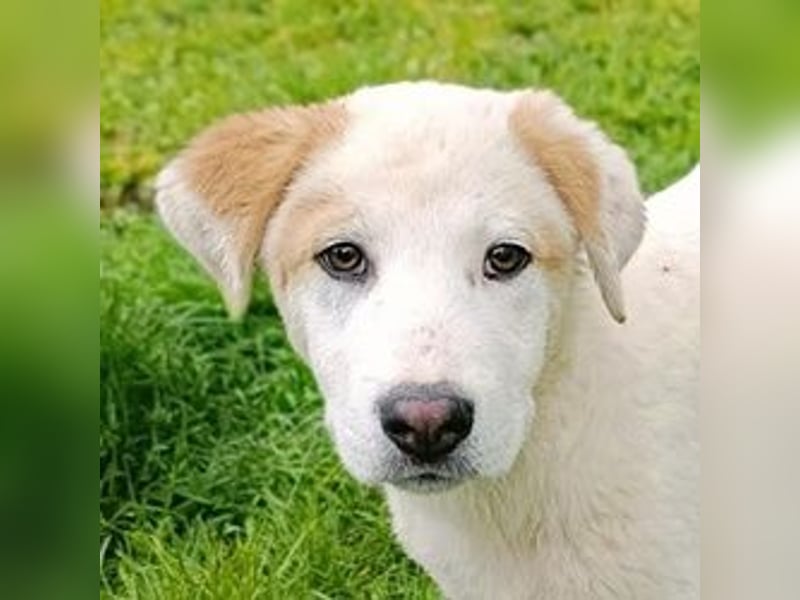 Billy - sanfter Bub auf der Suche nach dem Glück