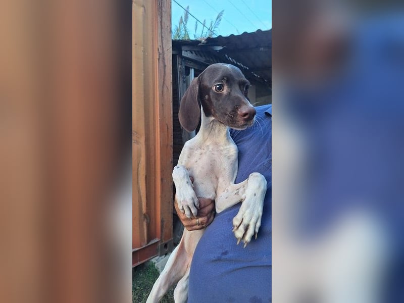 Lottie - Wirbelwind sucht Neustart