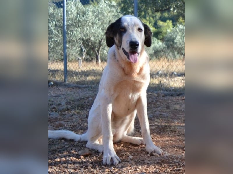 Aliki - aus dem traurigen Hündchen wurde ein wunderbares Hundemädchen
