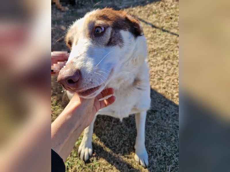 Alina-Girl - sie wurde zusammen mit ihren Geschwistern vor dem sicheren Tod gerettet.