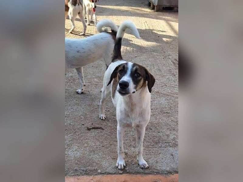 Sesami - Bewerbung als glücklicher Familienhund