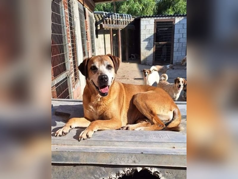 Flora - sie lebt seit 8 Jahren im Gehege und wünscht sich ein Zuhause