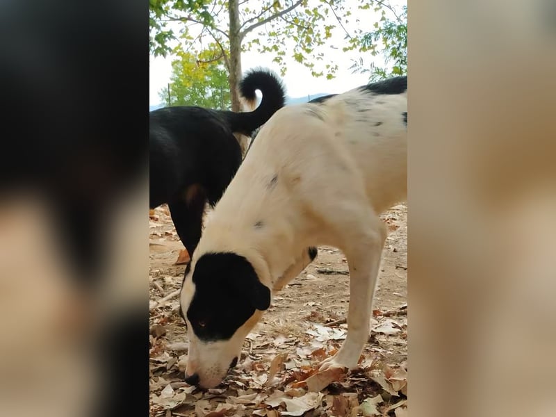 Swazi - toller Hund mit Überraschungseffekt