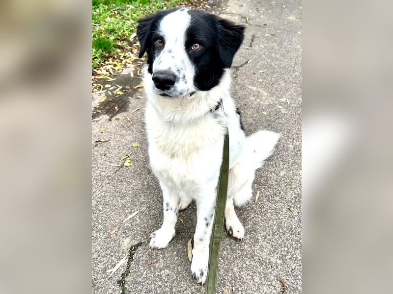 Nico - einer der Strandwelpen sucht ein neues Zuhause