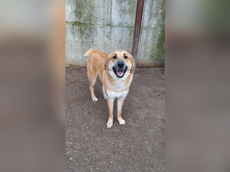 Ginger - der Schmusebär wartet schon so lange