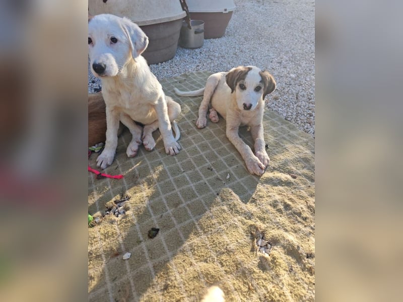 Lucy - kleines Hasenherz taut langsam auf