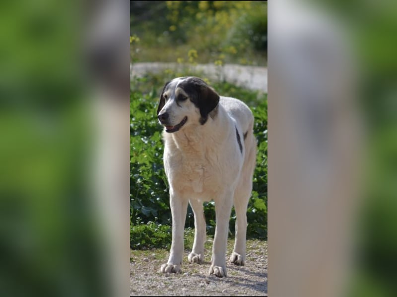 Lucinda - einfühlsame Menschen gesucht!