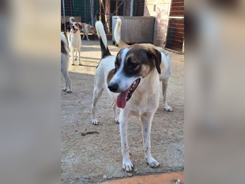 Sesami - Bewerbung als glücklicher Familienhund