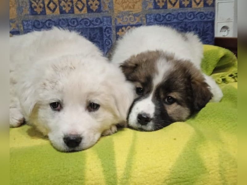 Samir - Wollknäuel sucht Familie für Kuschelstunden und Abenteuer.