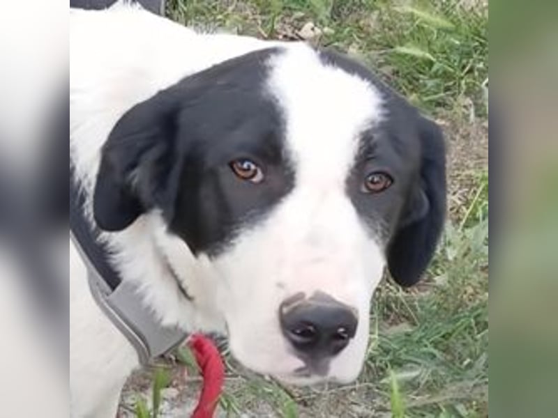 Swazi - toller Hund mit Überraschungseffekt
