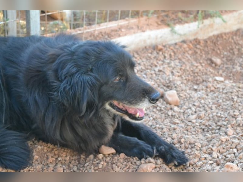 Selene - „Ich mache jede Familie glücklich, Pfote drauf!“