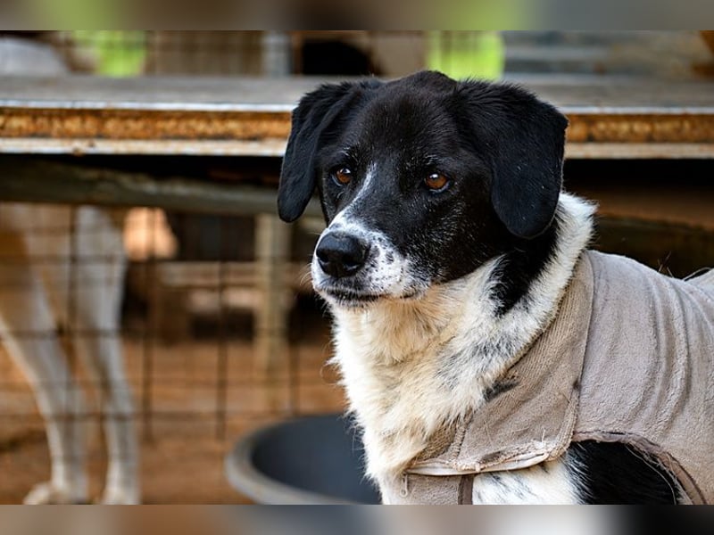 Vanias - lieber toller Hund sehnt sich nach einer Familie