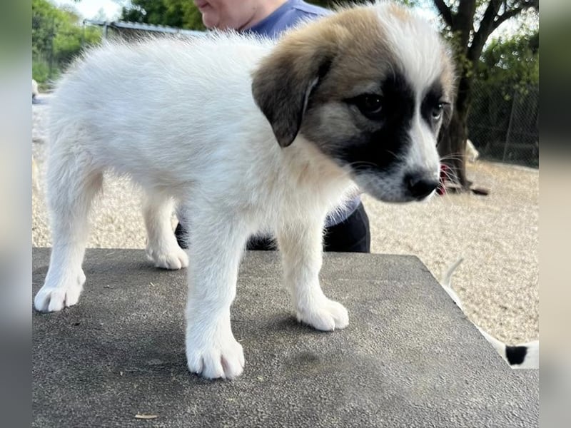 Fifi sucht Geborgenheit
