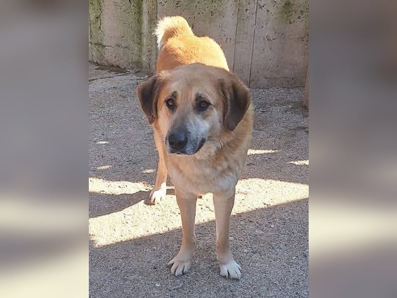 Ginger - der Schmusebär wartet schon so lange